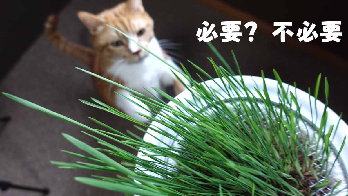 猫に猫草が必要かどうかのまとめ 猫育 ネコイク