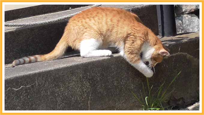 野生の猫と猫草